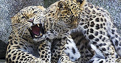 ¿Cuántos Tipos De Leopardos Viven En El Mundo Hoy?