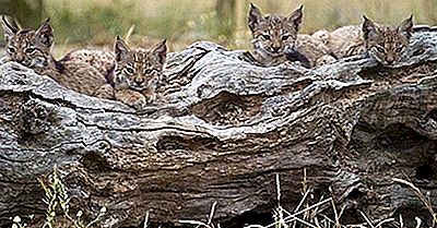 Quantos Tipos De Lince Vivem No Mundo Hoje?