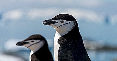 Hur Många Typer Av Pingviner Är Där?