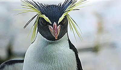 Quanti Tipi Di Pinguini Ci Sono? | 2020