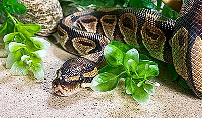 erwachsene ball pythons