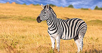 Hvor Mange Typer Zebraer Er Der?