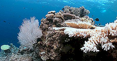 Hur Seriöst Är Problemet Med Korallblekning?
