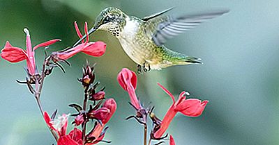 Hummingbird Fakta: Dyr I Nordamerika