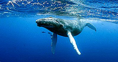 Bultrug Feiten: Dieren Van De Oceanen