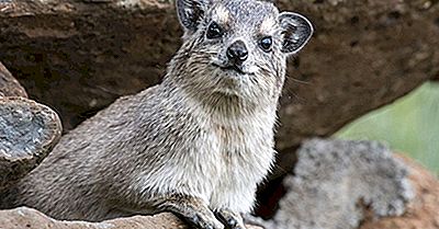 Faits Hyrax: Animaux D'Afrique