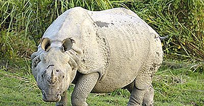 Rinoceronte Indiano: Animali Asiatici