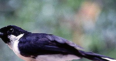 Aves Endémicas En Peligro Crítico De Indonesia