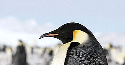 Interessante Fakten Über Den Ausgestorbenen Koloss-Pinguin
