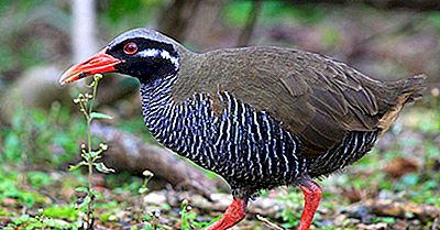 Espèces D'Oiseaux Endémiques Du Japon