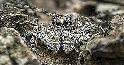 Datos De La Araña Saltarina - Animales De América Del Norte