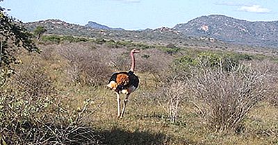 Kenias Nationalparks