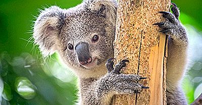 Koala Feiten: Animals Of Oceania