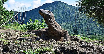 Komodo Dragon Fakta - Djur I Asien