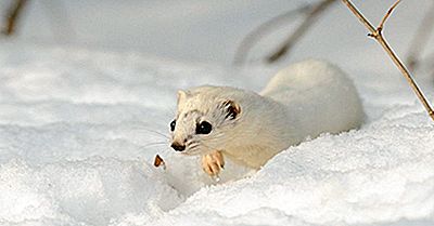 Mindste Weasel Fakta: Dyr I Nordamerika