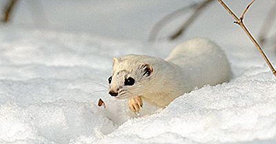Least Weasel Fakten: Tiere Von Nordamerika