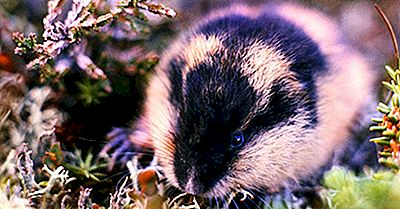 Fatti Lemming: Animali Dell'Artico