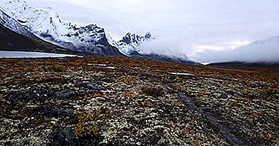 Mamiferele Unice În Canada