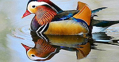 Mandarin Duck Fakta: Dyr I Asien