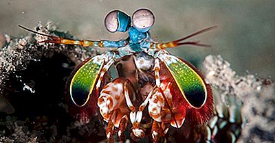 Mantis Shrimp Fakten - Tiere Der Ozeane