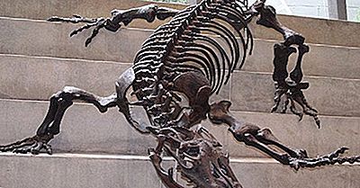 Megalania - O Maior Lagarto Terrestre Que Já Existiu