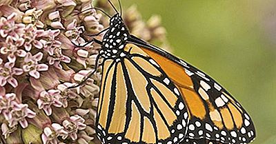 Farfalle Monarca: Un Tesoro Nordamericano In Crisi