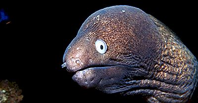Moray Eel Facts - Animale Ale Oceanului