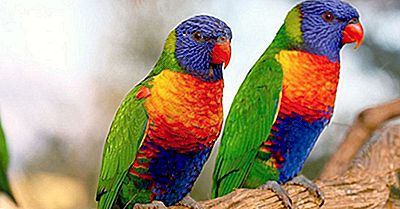 Las Aves Más Coloridas De Todo El Mundo