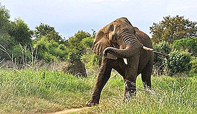Die Gefahrlichsten Tiere Afrikas 2021
