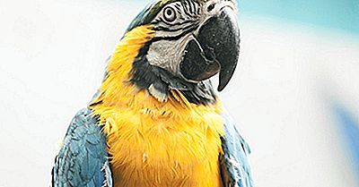 Os Papagaios Mais Ameaçados Do Mundo