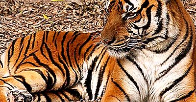 De Flesta Hotade Tigrarna I Världen