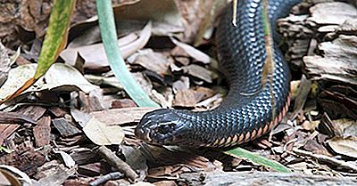 As Cobras Mais Venenosas Do Mundo