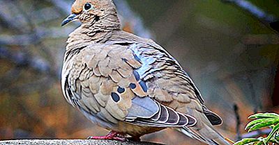 Mourning Dove Fakta: Djur I Nordamerika