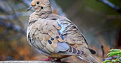 Mourning Dove Facts: Animals Of North America