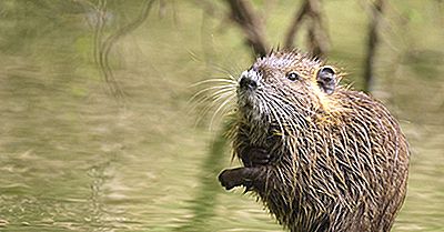 Bisamratten-Tatsachen - Nordamerikanische Tiere