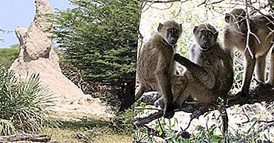 Les Meilleurs Parcs Nationaux De Namibie