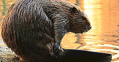 Animais Nacionais De Países Da América Do Norte E Do Caribe