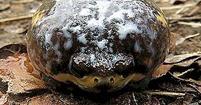 Amphibiens Natifs D'Angola