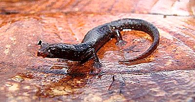 Einheimische Amphibien Von Kolumbien
