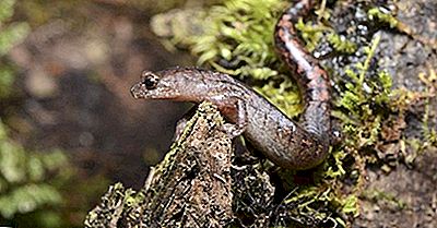 Native Amfibieni Din Guatemala