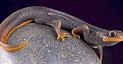 Native Amphibians Of India