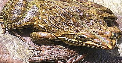 Einheimische Amphibien Von Kenia