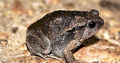 Einheimische Amphibien Der Philippinen