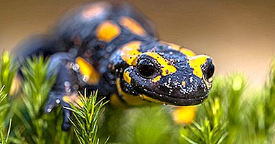 Native Amphibians Of Poland