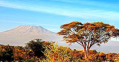 Native Amphibians Of Tanzania