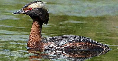 Native Bird Species Of France