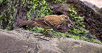 Inheemse Vogelsoorten Van Peru