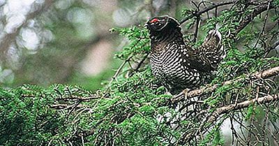 Native Bird Species Of Russia