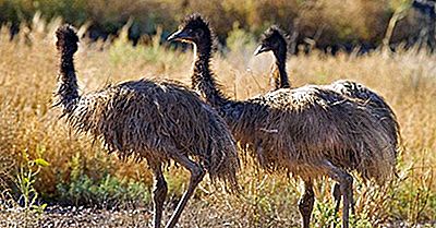 Einheimische Vögel Von Australien