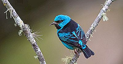 Native Birds Of Costa Rica